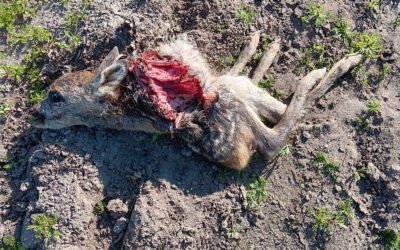 „Mein Hund tut sowas nicht“