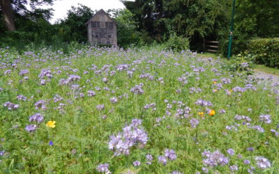 Blühwiese