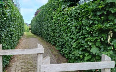 Spazierwege
