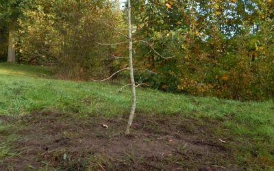 Eiche am Löschteich