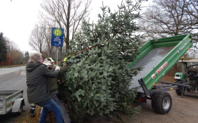 Die Weihnachtsbäume stehen