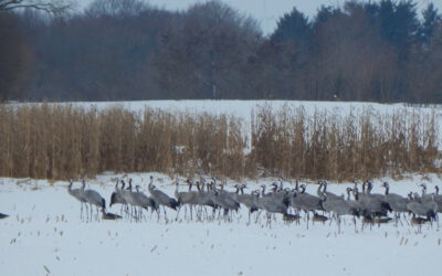 Kraniche im Winter