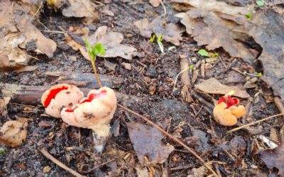 Botanische Besonderheit