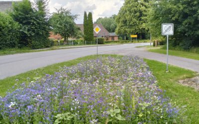 Sommerwiesen