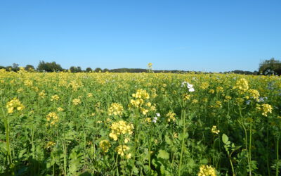 Ackerfarben im Herbst